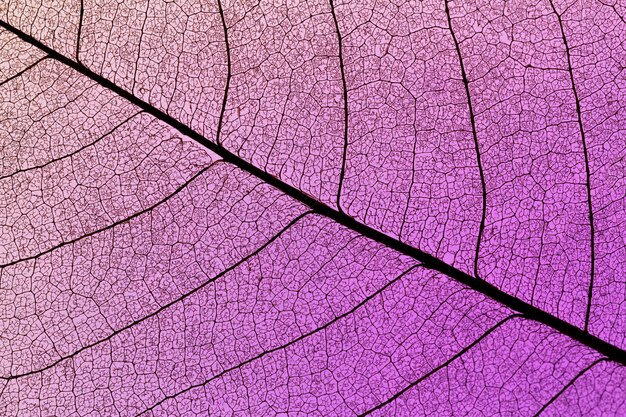 Flat lay of colored textured leaves