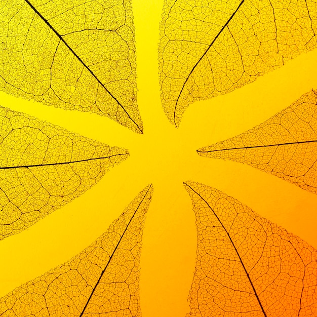 Free photo flat lay of colored translucent leaf texture