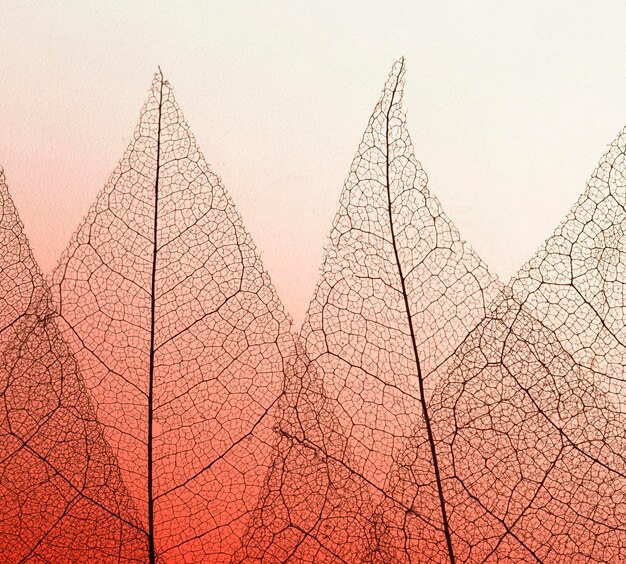 Плоская планировка цветных полупрозрачных листьев пластинки текстуры