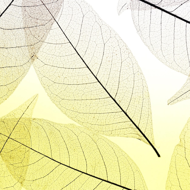 Плоская планировка цветных полупрозрачных листьев