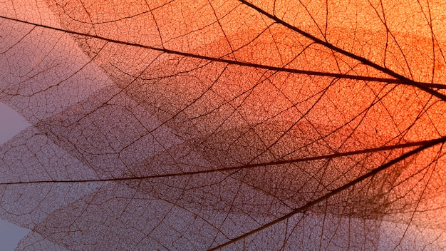 Free photo flat lay of colored transparent leaf lamina texture