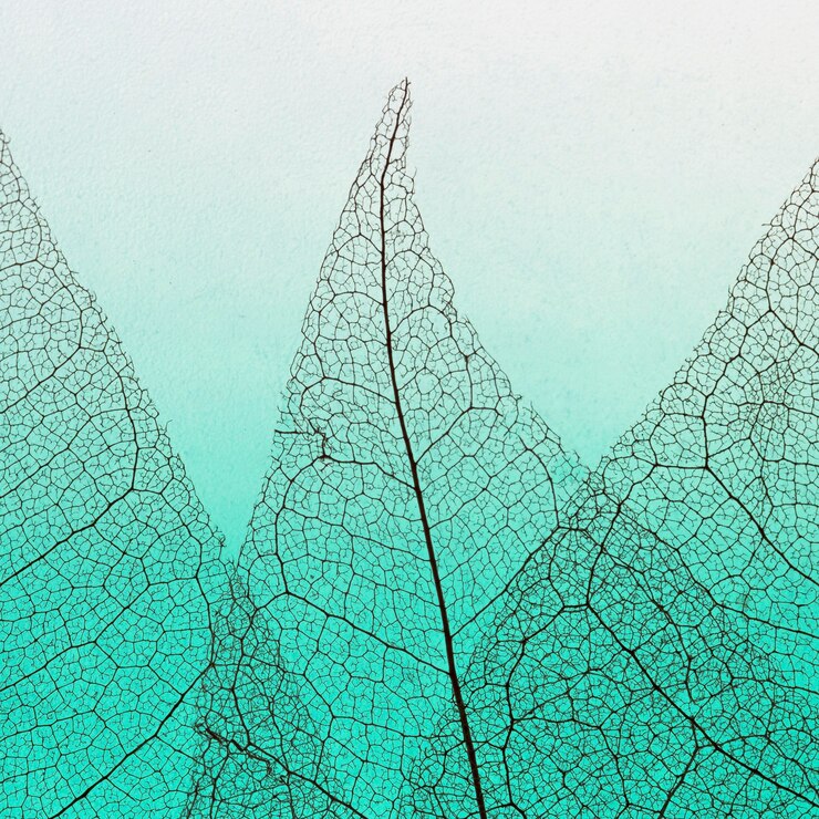 Free Photo flat lay of colored transparent leaves lamina