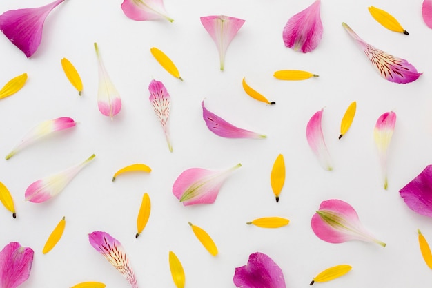 Flat lay colorful flower petals