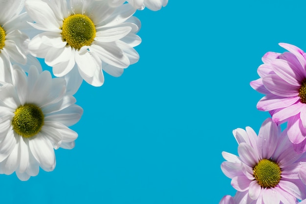 Flat lay of colorful spring daisies with copy space