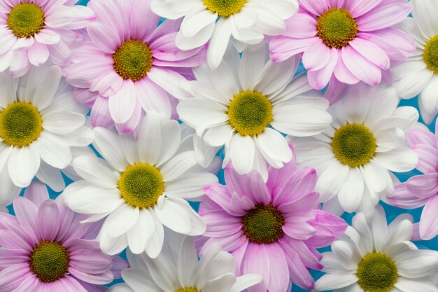 Flat lay of colorful spring daisies