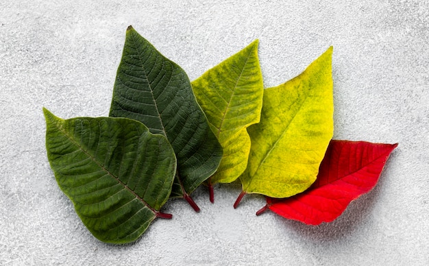 Free photo flat lay composition of colorful leaves