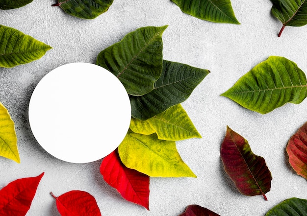 Flat lay composition of colorful leaves