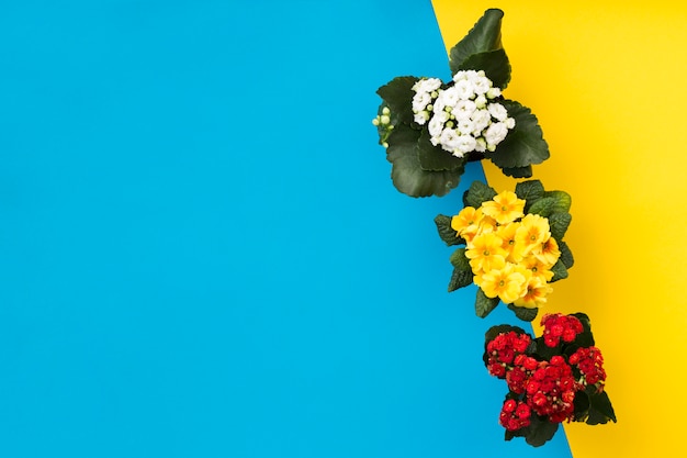 Flat lay composition of flowers with copyspace