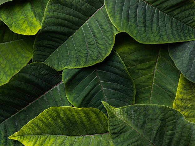 Flat lay composition of green leaves