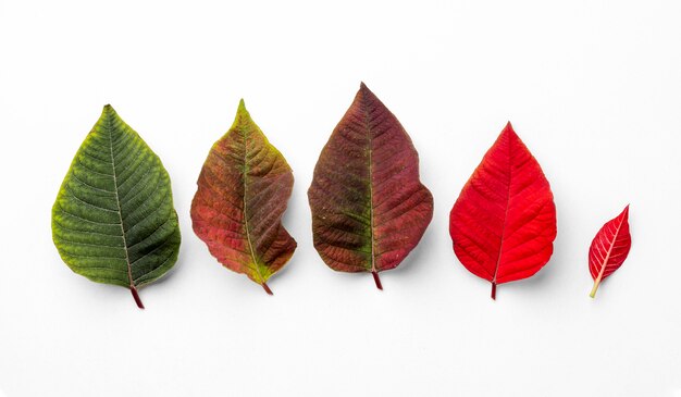 Flat lay composition of leaves