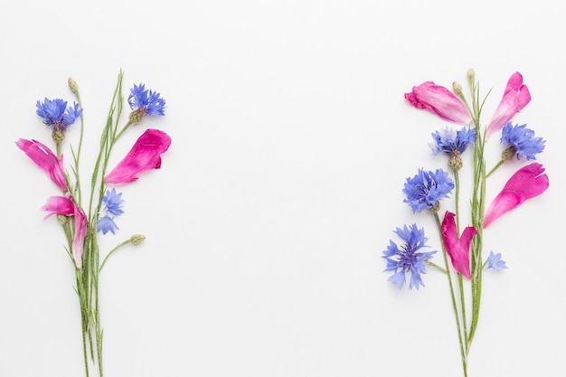 Flat lay cornflowers and pink petals