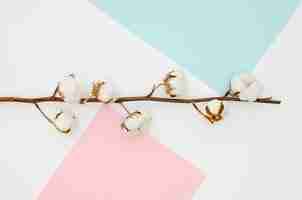 Free photo flat lay cotton flowers on colourful background