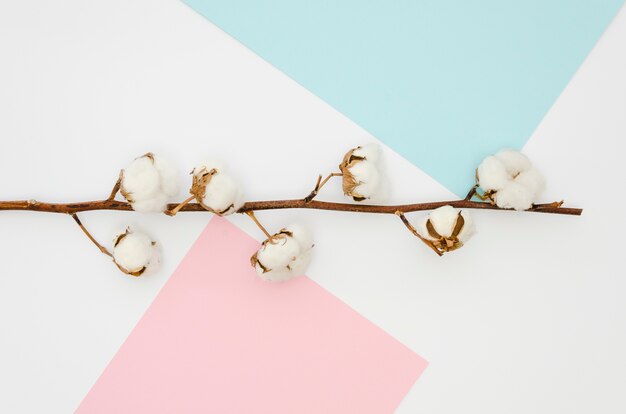 Flat lay cotton flowers on colourful background