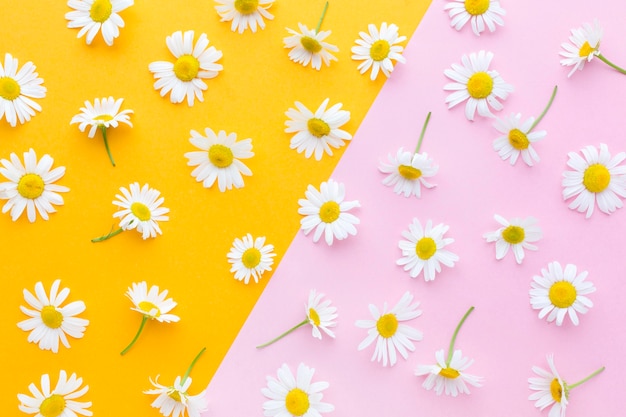 Flat lay daisies arrangement