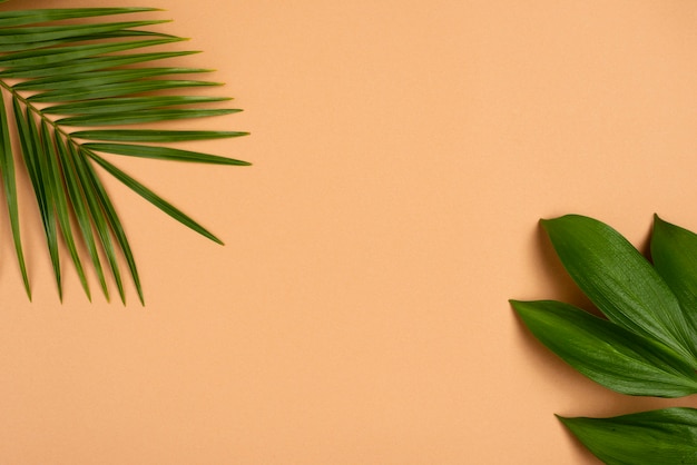 Flat lay of different plant leaves with copy space