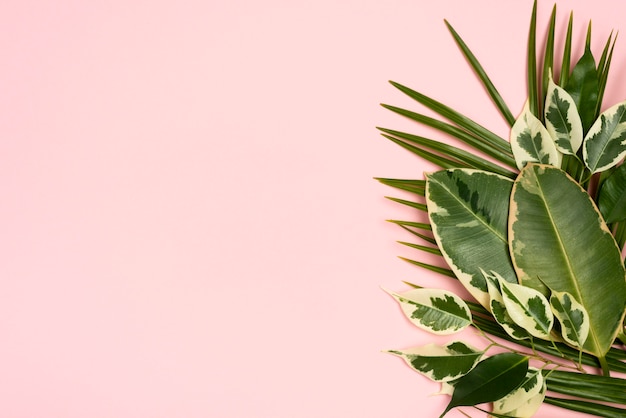 Flat lay of different plant leaves with copy space