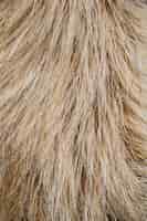 Free photo flat lay dog hair wallpaper