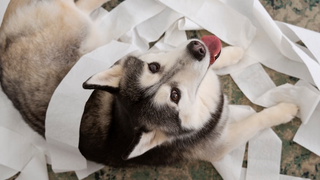 Foto gratuita cane piatto che fa un pasticcio con la carta igienica