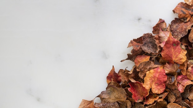 Flat lay dry leaves with copy space