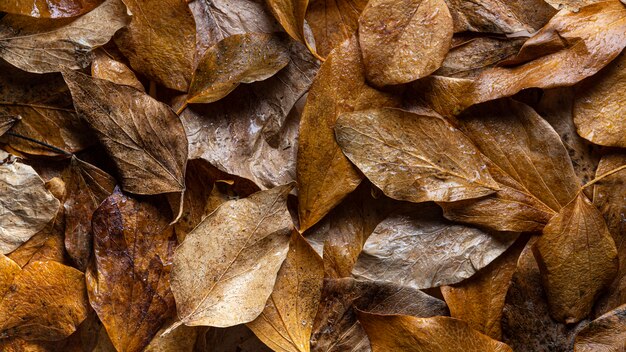 Flat lay dry leaves