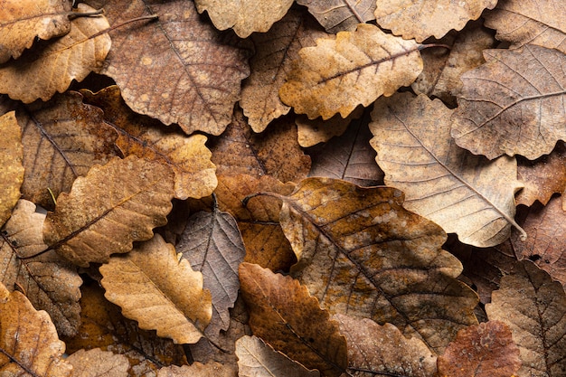 Flat lay dry leaves