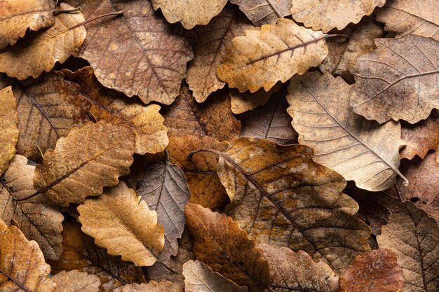 Flat lay dry leaves