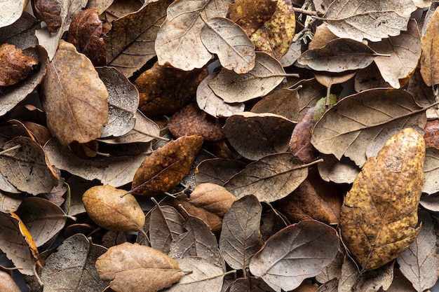 Free photo flat lay dry leaves