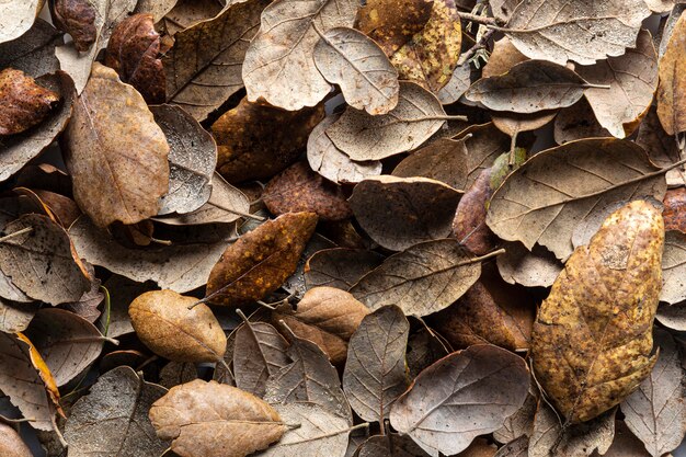 Flat lay dry leaves