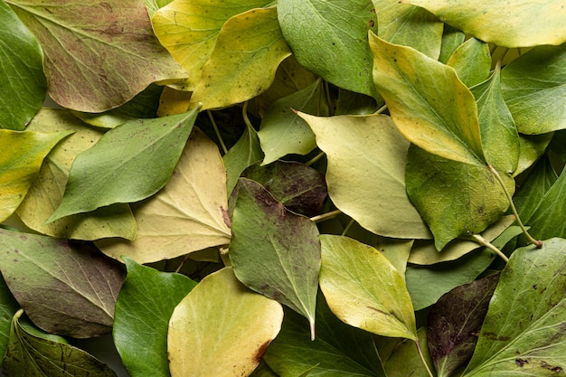 Flat lay dry leaves