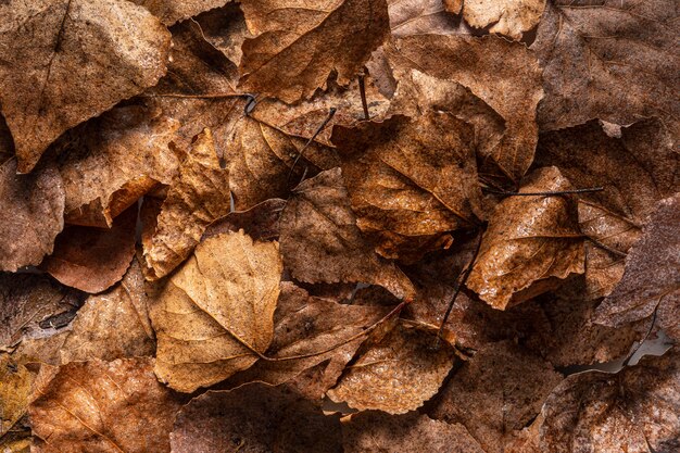 Flat lay dry leaves