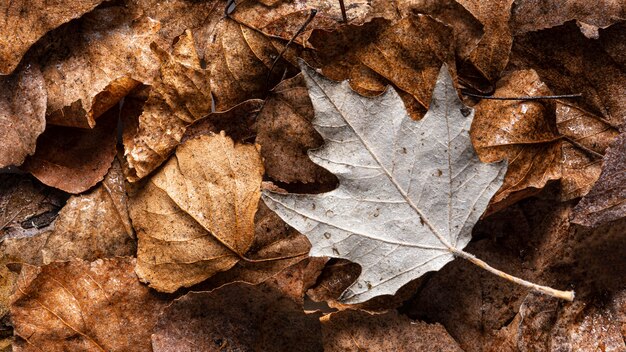 Flat lay dry leaves