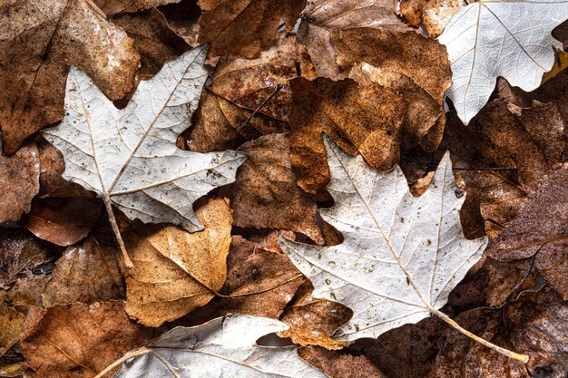 Flat lay dry leaves