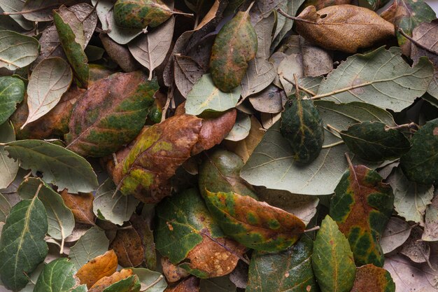 Flat lay dry leaves