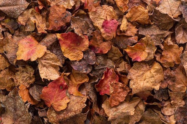 Flat lay dry leaves