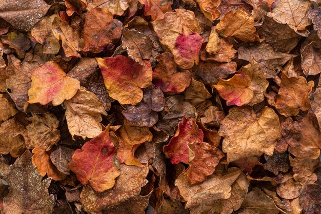 Flat lay dry leaves