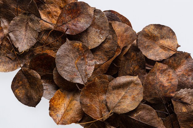 Flat lay dry leaves