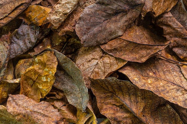 Flat lay dry leaves