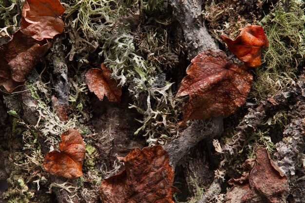 Flat lay dry leaves