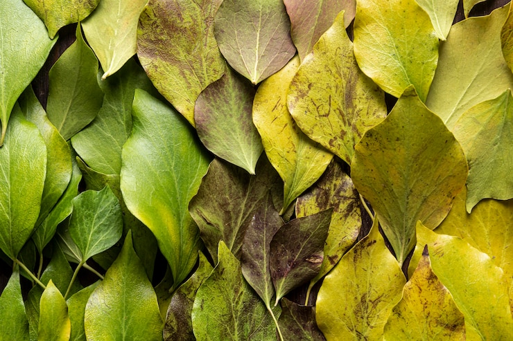 Free Photo flat lay dry leaves