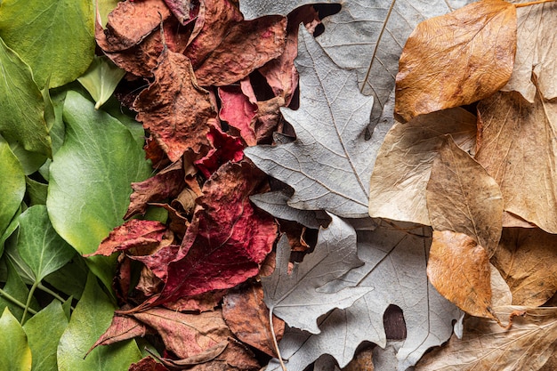 Flat lay dry leaves