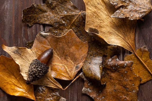 Free photo flat lay dry leaves