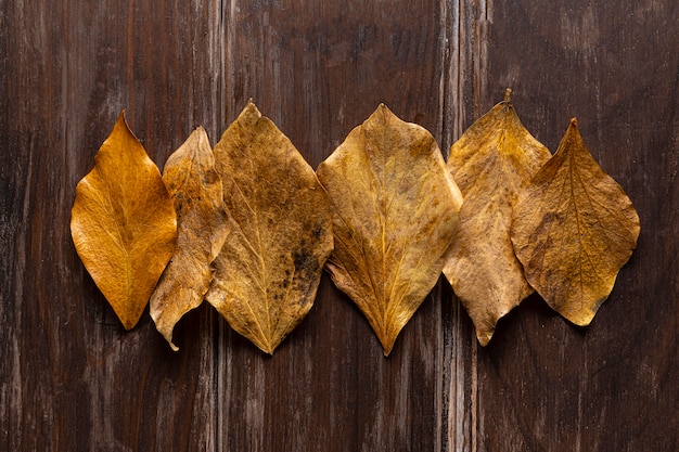 Free photo flat lay dry leaves