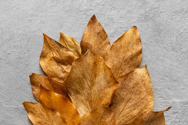 Flat lay dry leaves