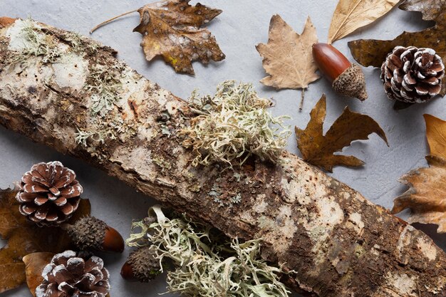 Flat lay dry leaves