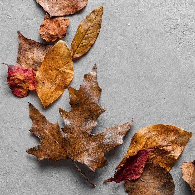 Flat lay dry leaves