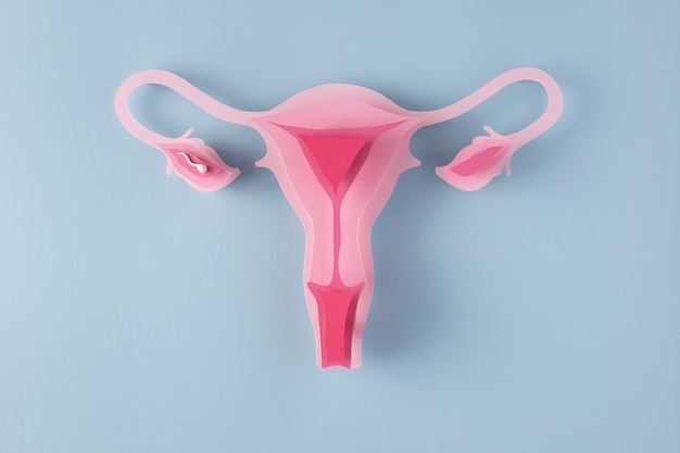 Бесплатное фото Плоская женская репродуктивная система