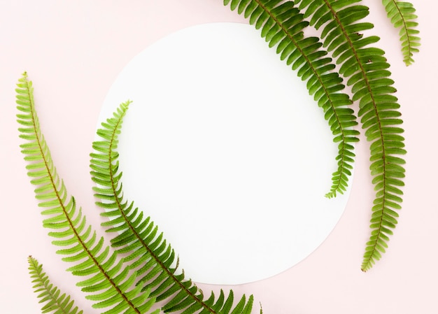 Free photo flat lay of fern leaves with copy space