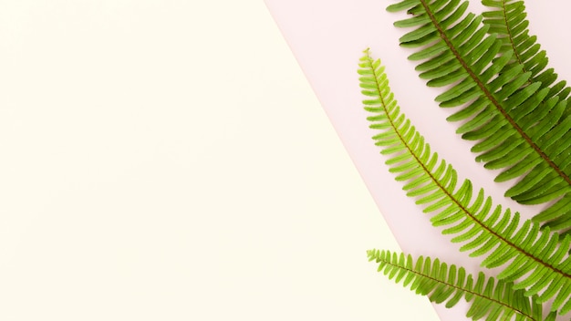 Flat lay of ferns with copy space