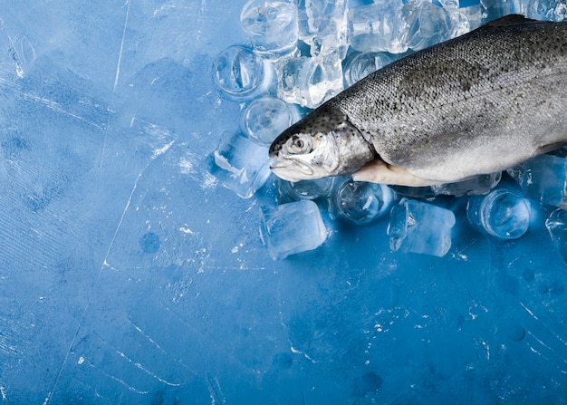 Flat lay fish with ice cubes