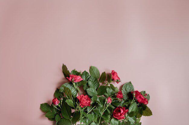 Flat lay flower arrangement with fresh red roses on pink wall